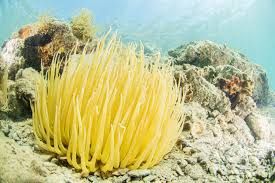 Anemona tentáculos largos