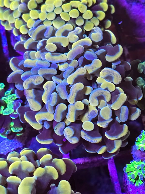 Hollgram gold Hammer