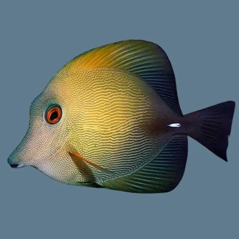 Cirujano Scopas