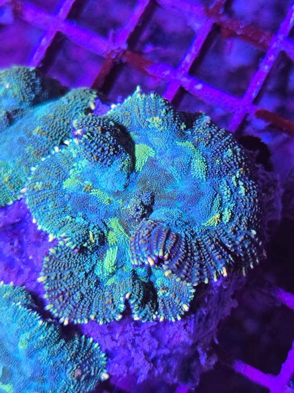 UC Greenleantern bounce