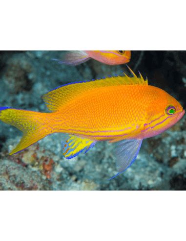 Anthias dispar