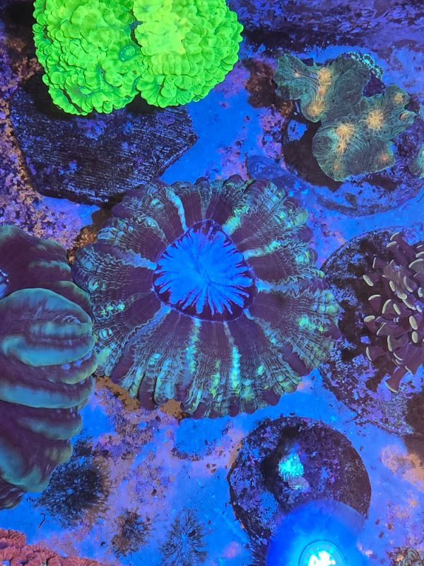 Cynarina centro azul