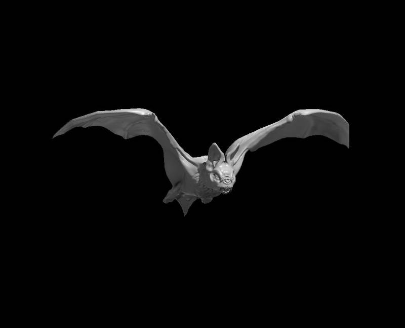 Bats