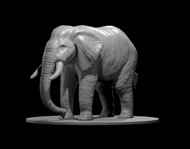 Elephant