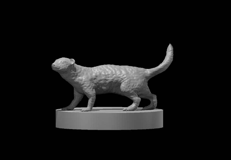 Weasels