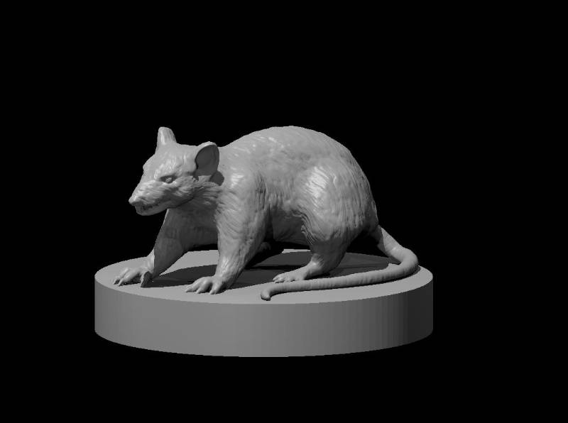 Rats