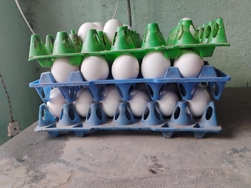 egg