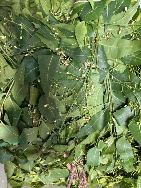 Fresh Neem Leaves
