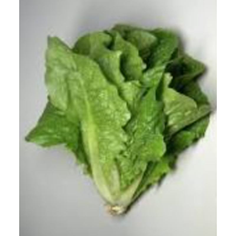 Lechuga Mantecosa