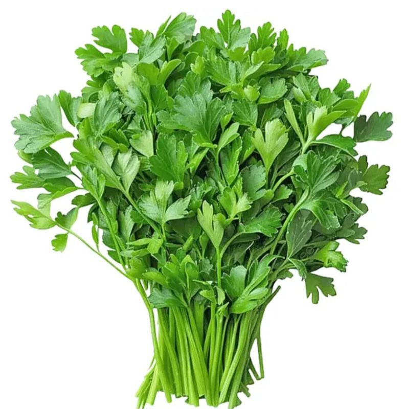 Coriander Leaves