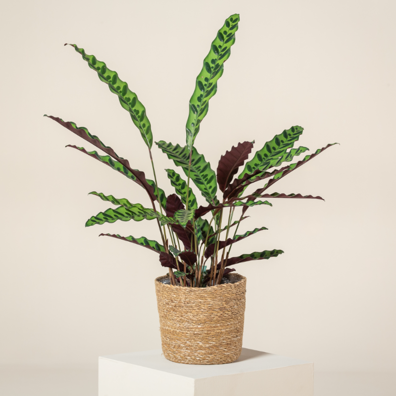 Calathea Lancifolia (Rattlesnake Plant)
