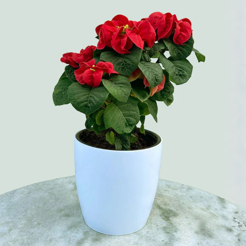 Valentine Red Poinsettia