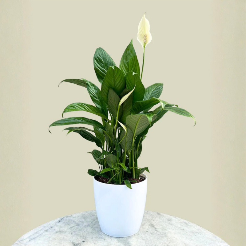 Peace Lily (Spathiphyllum)