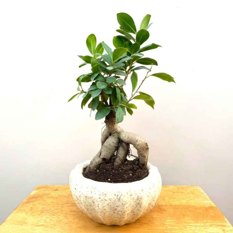 Ficus Microcarpa (Ginseng Bonsai)