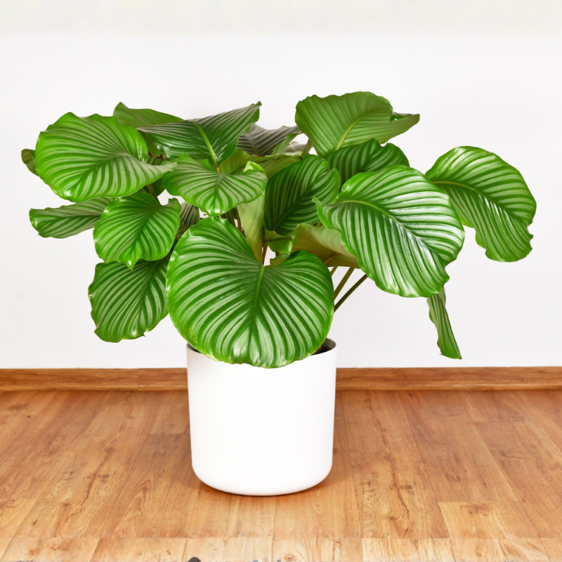 Calathea Orbifolia