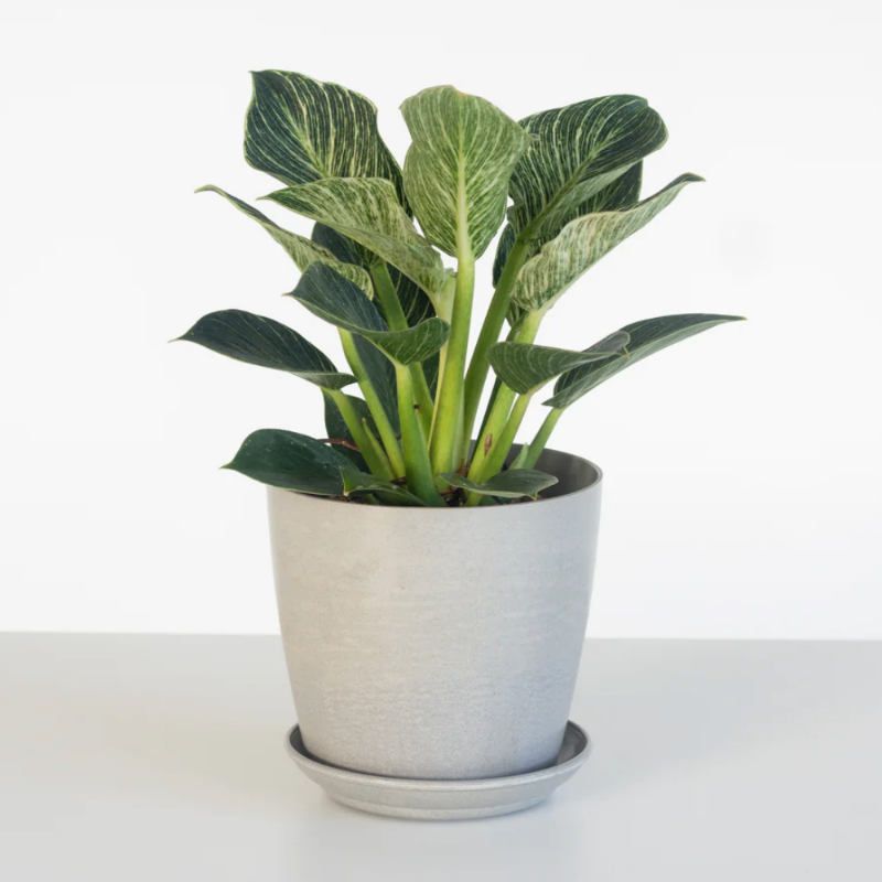 Philodendron Birkin