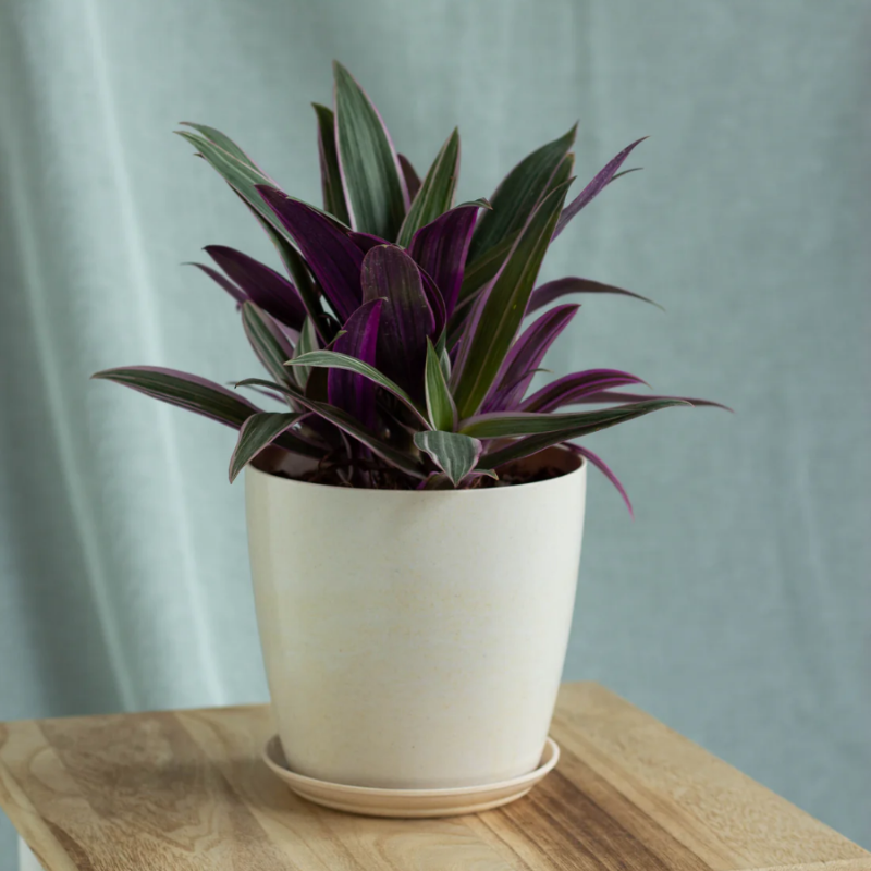 Tradescantia spathacea (Rhoeo)