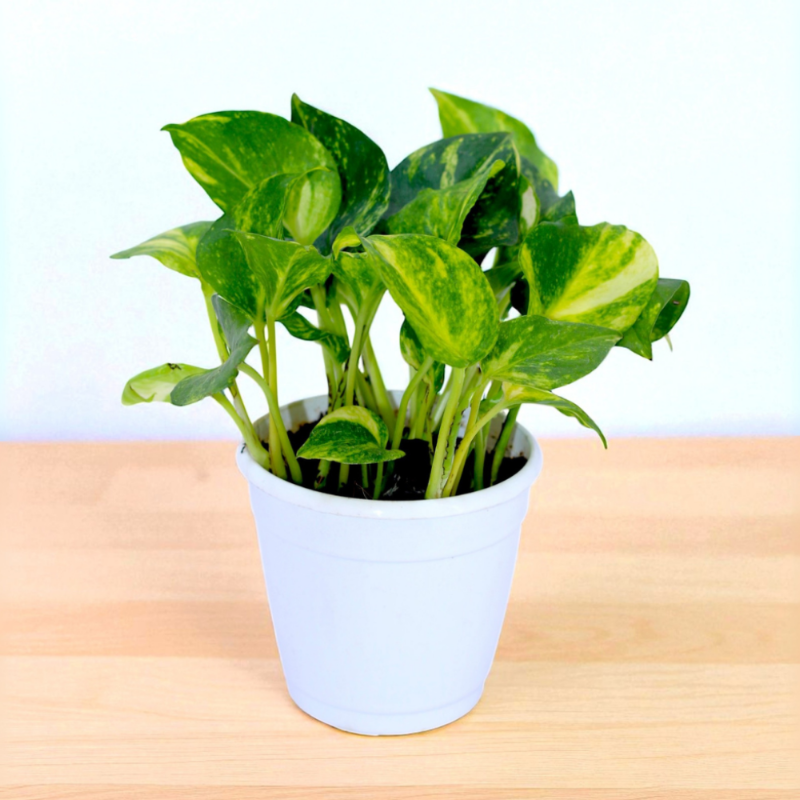 Golden Money Plant (Epipremnum aureum)