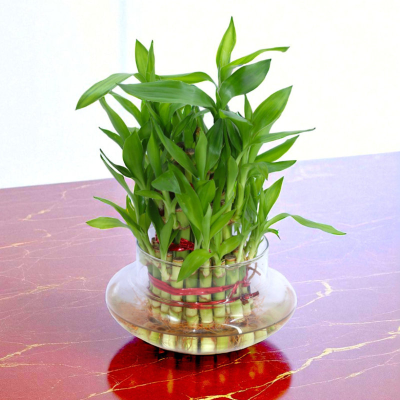 Lucky Bamboo (Dracaena sanderiana) – Water Grown