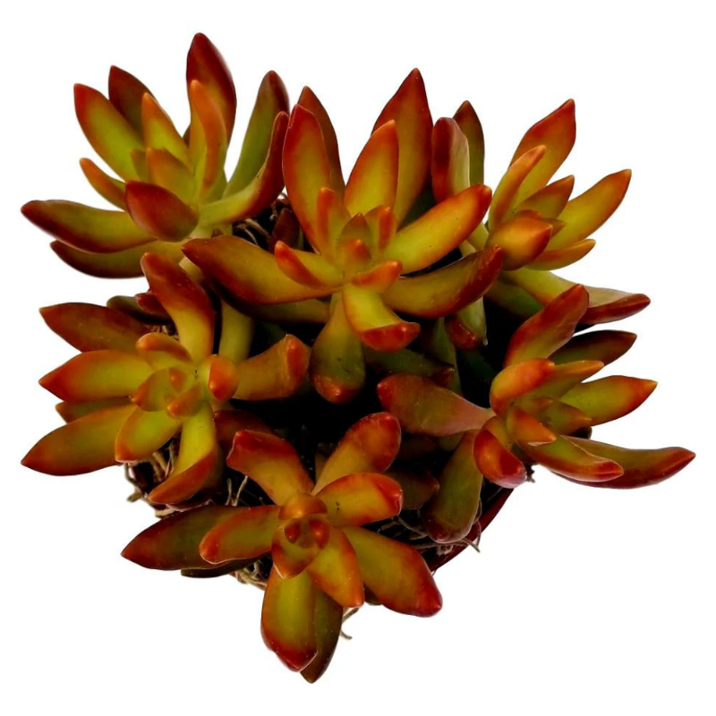 Golden Sedum (Sedum adolphii)