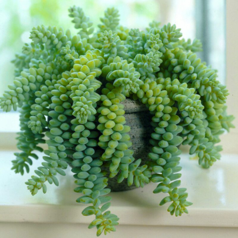 Sedum Burrito (Donkey Tail Succulent)