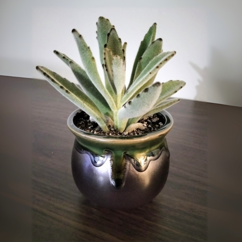 Panda Plant (Kalanchoe tomentosa)