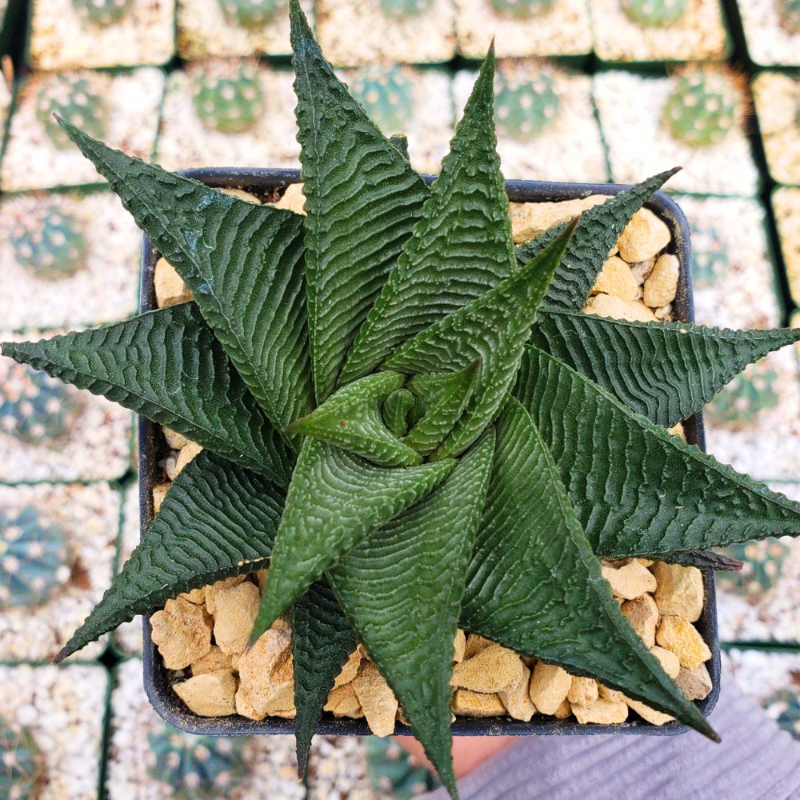 Haworthia limifolia (Fairy Washboard)
