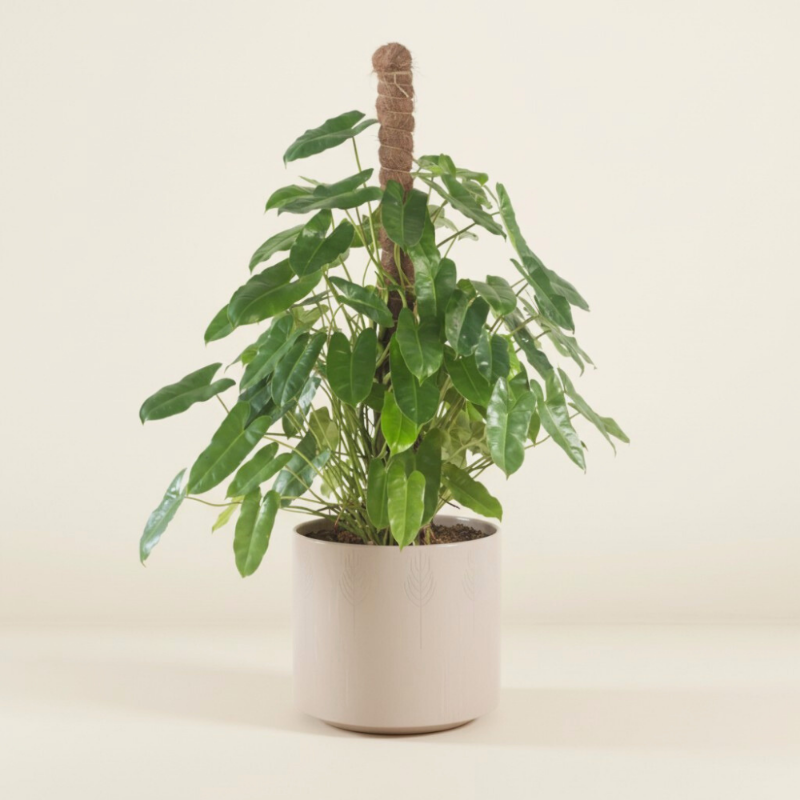 Philodendron (Climber)