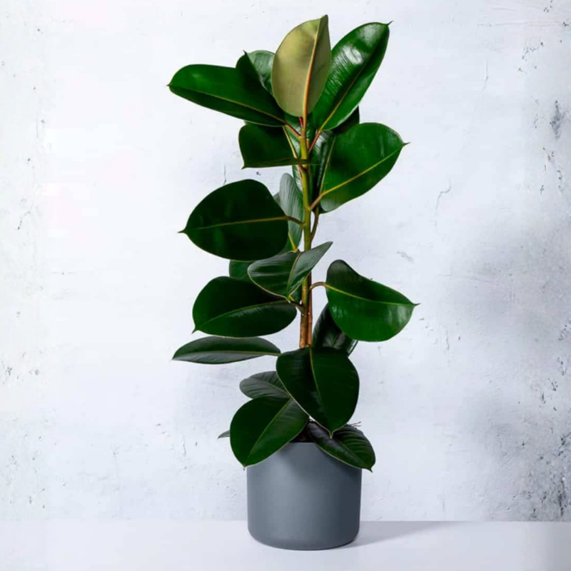 Rubber Plant – Green