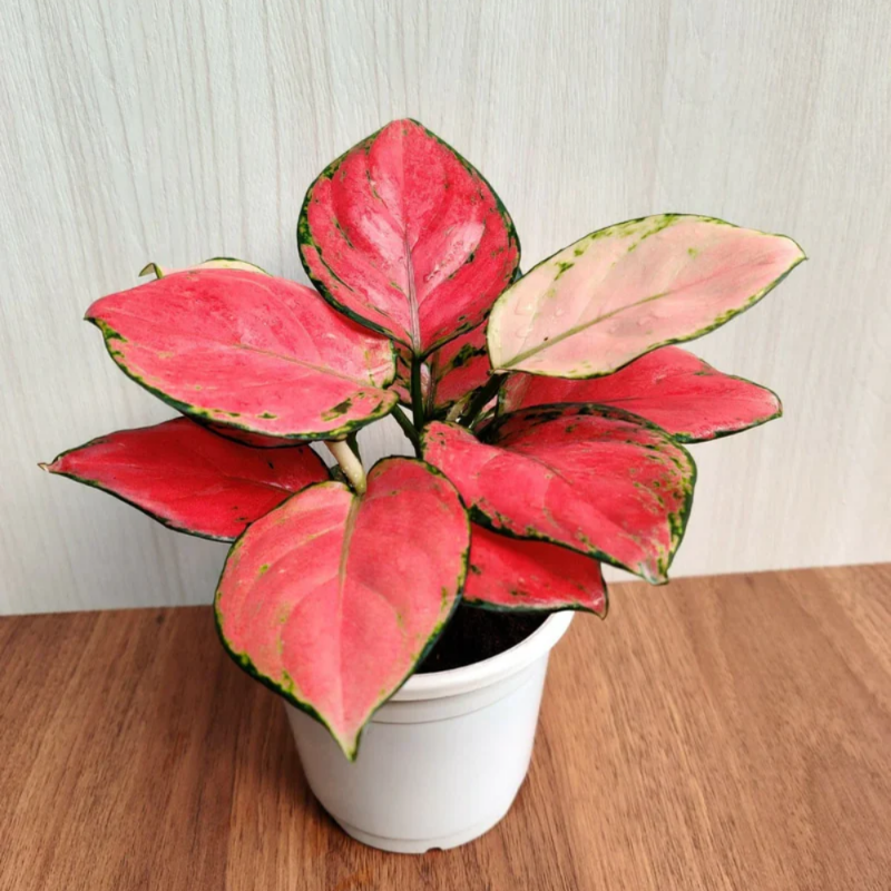 Aglaonema Red Valentine
