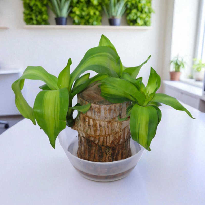 Brazilian Lucky Wood (Dracaena fragrans)