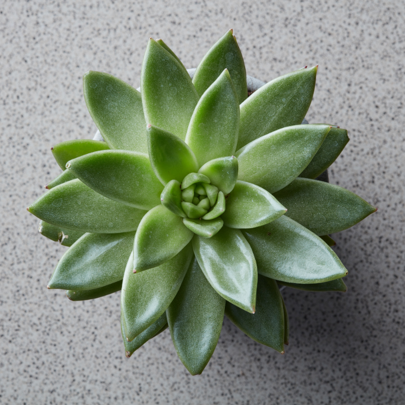 Echeveria (Green Succulent)