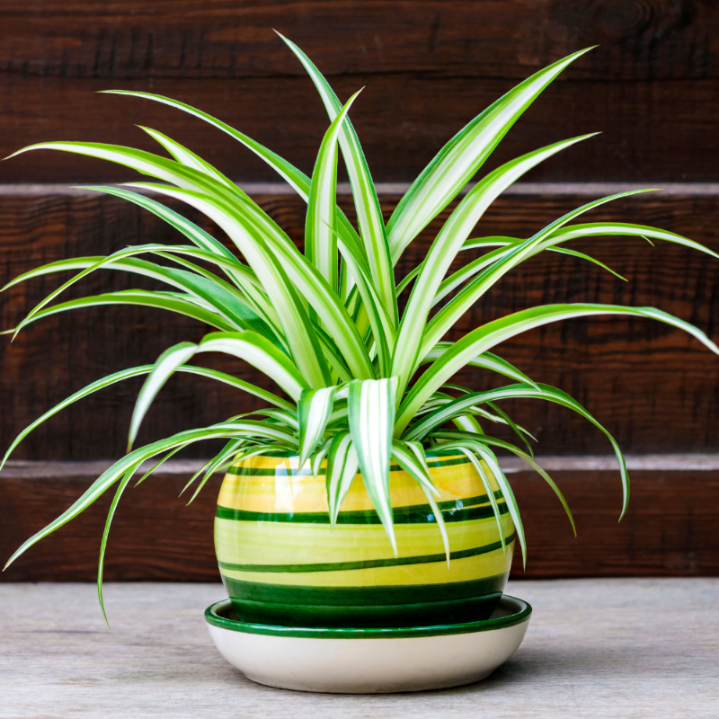Spider Plant (Chlorophytum comosum)