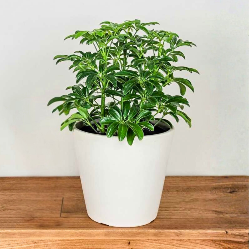 Dwarf Umbrella Plant (Schefflera arboricola)