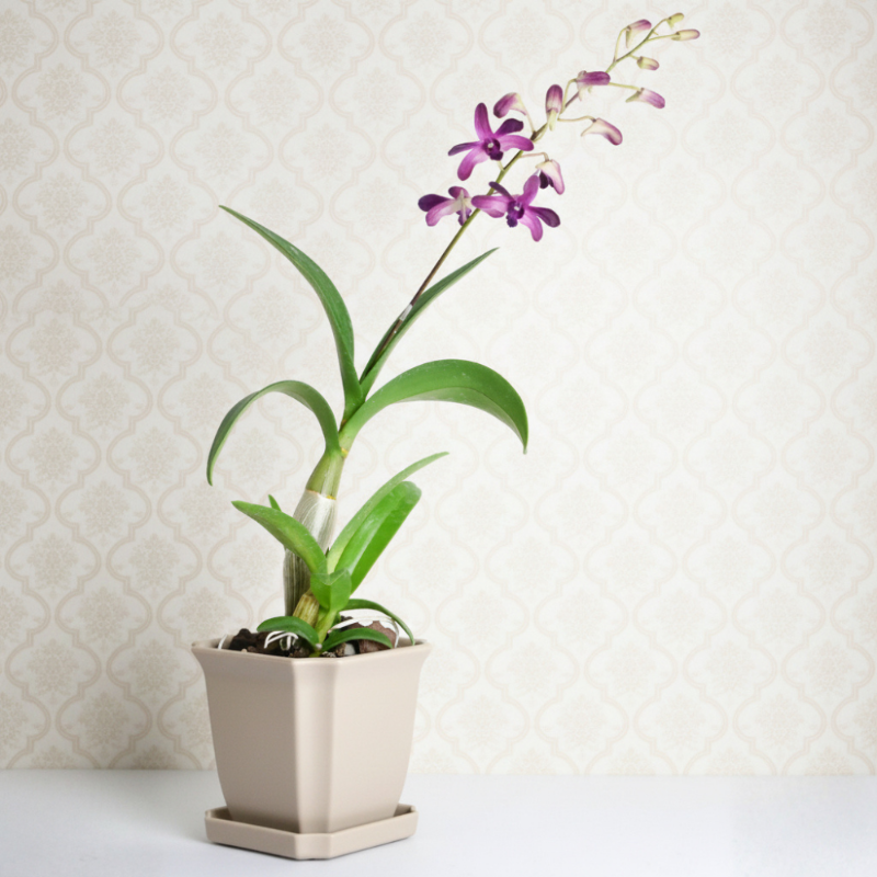 Dendrobium Orchid (Purple)