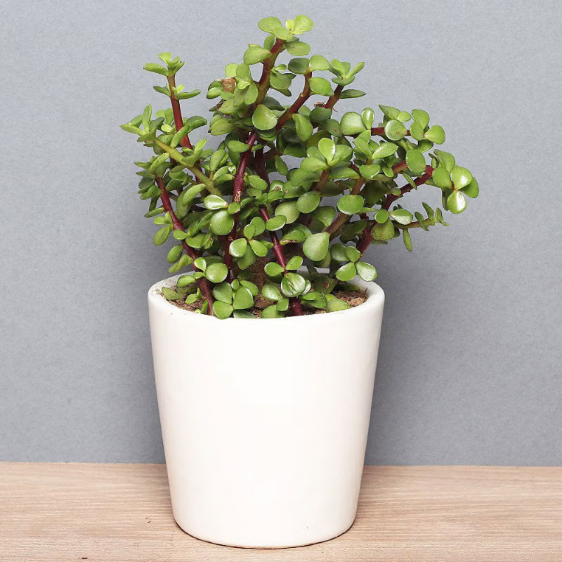 Portulacaria afra (Elephant Bush / Dwarf Jade)