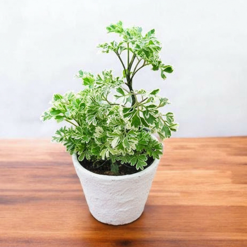 Variegated Aralia