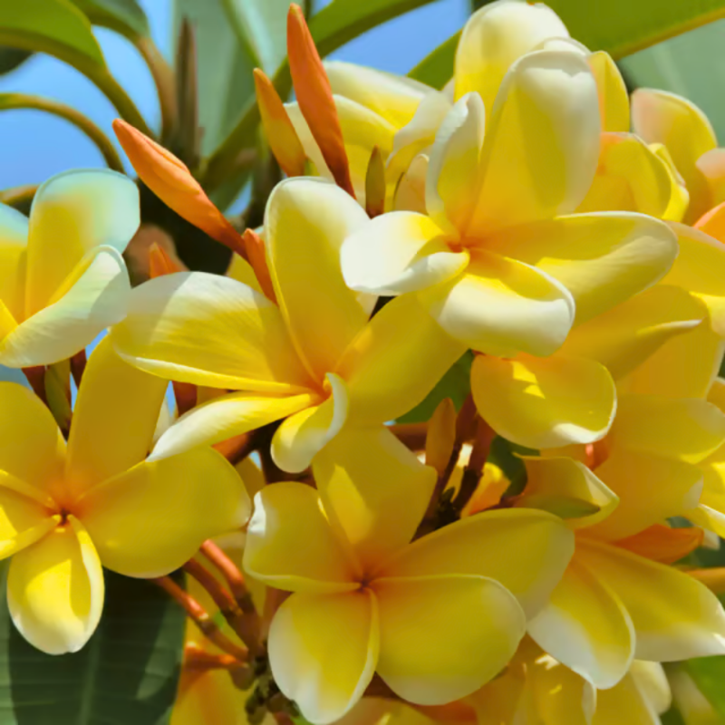 Plumeria (Yellow Champa)
