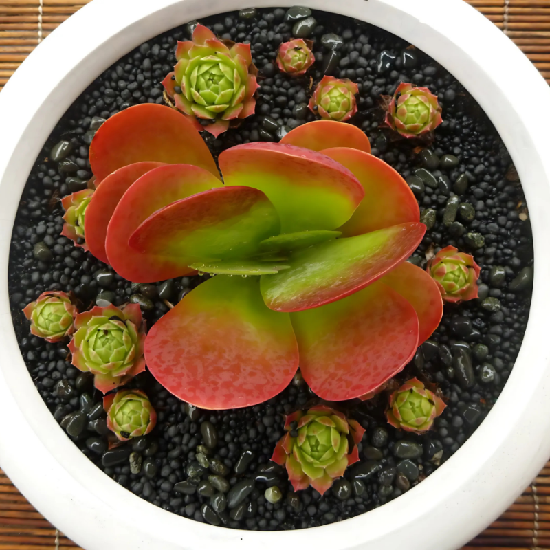 Flapjack / Paddle Plant (Kalanchoe luciae)