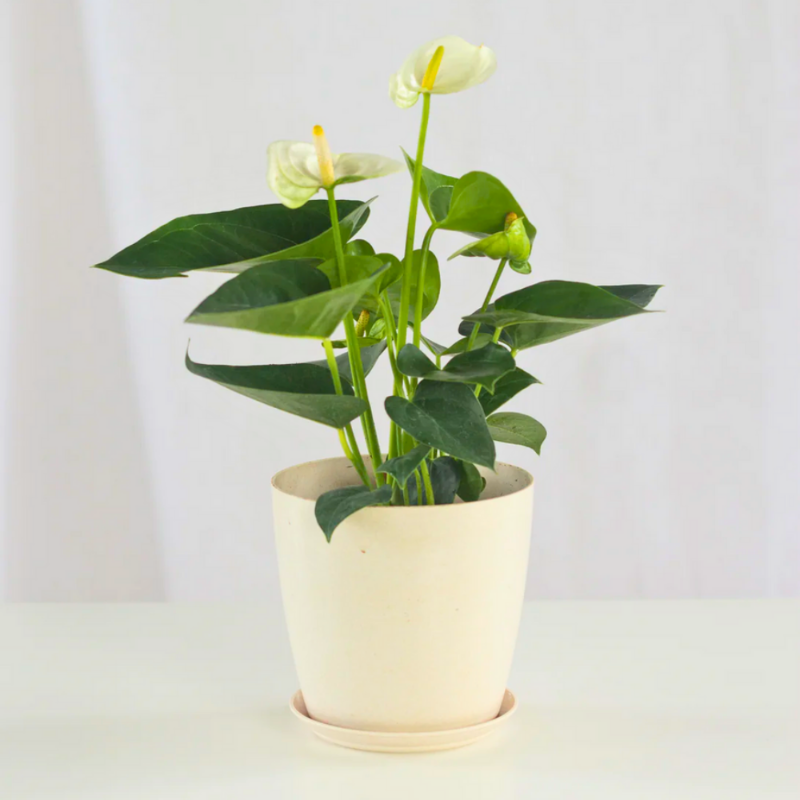 Anthurium Andraeanum (White Anthurium)