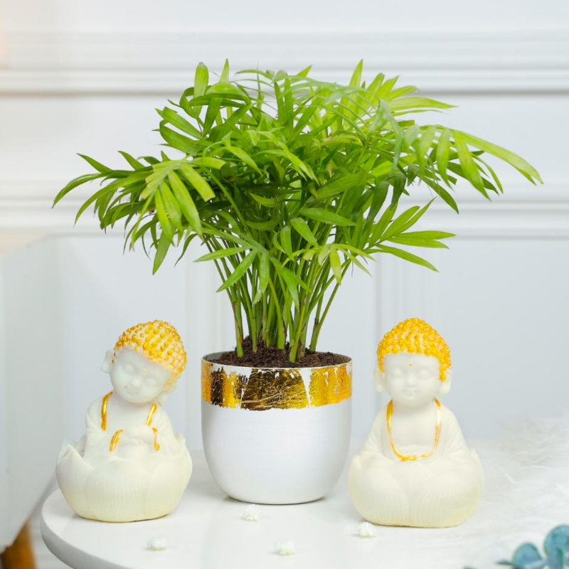 Bamboo Palm (Chamaedorea elegans)