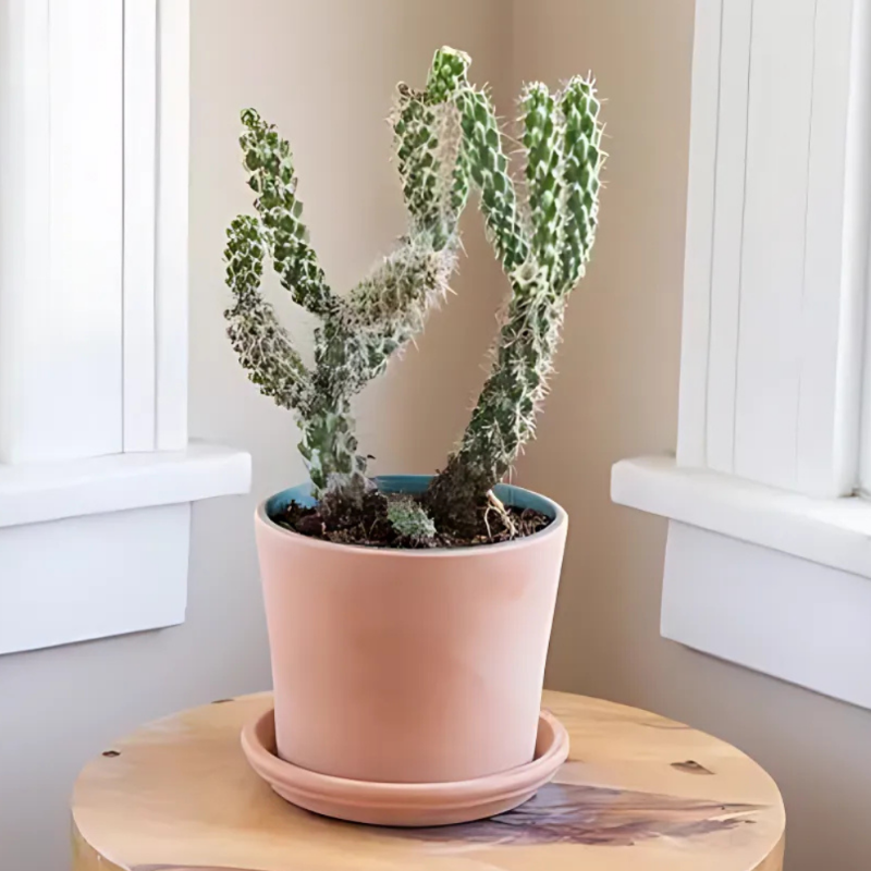 Monstrose Bunny Ear Cactus (Opuntia microdasys – monstrose form)