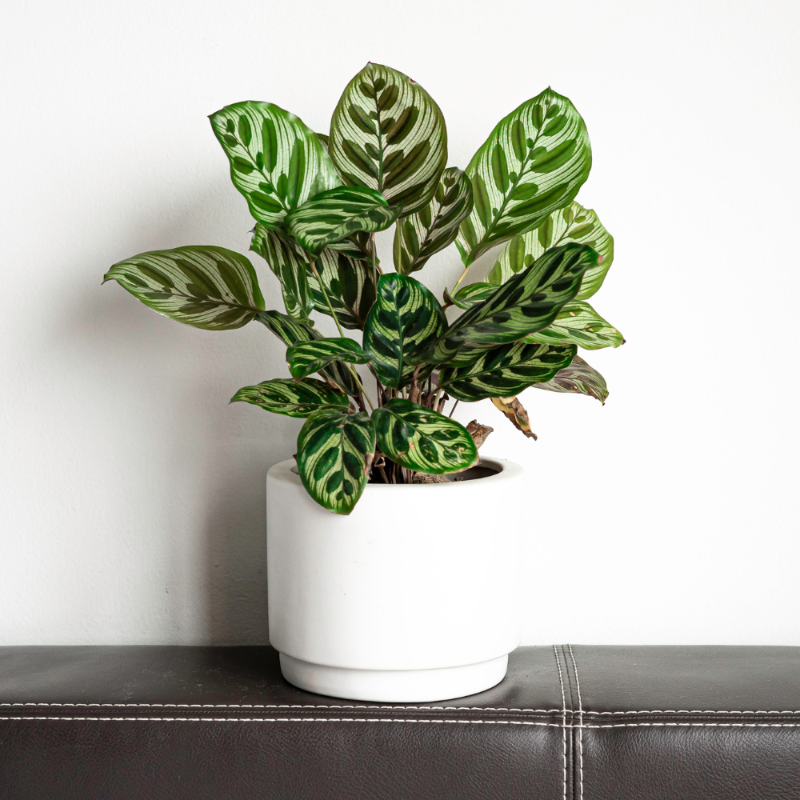Calathea Peacock Plant