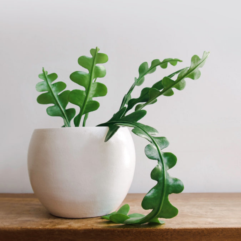 Fishbone Cactus (Disocactus anguliger)