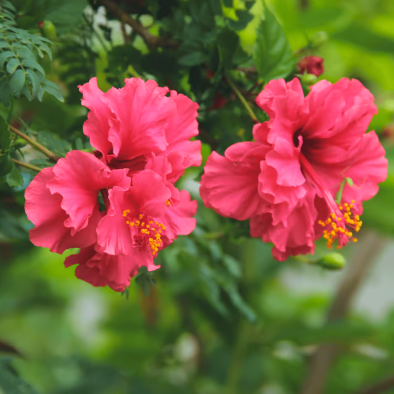 Double Red Hibiscus