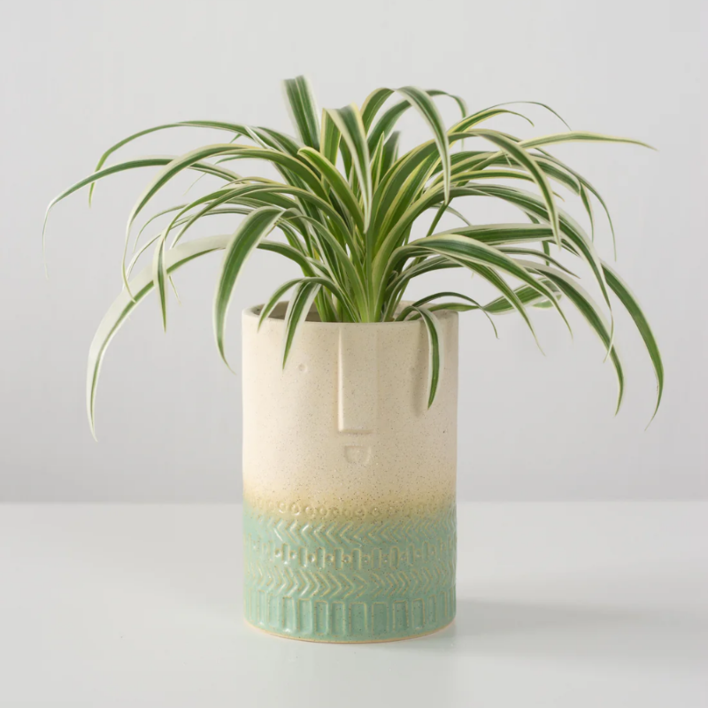 Spider Plant (Chlorophytum comosum – Variegated)