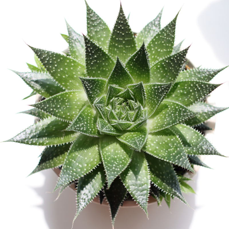Zebra Haworthia