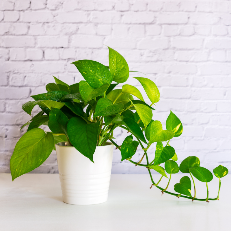 Money Plant (Golden Pothos)