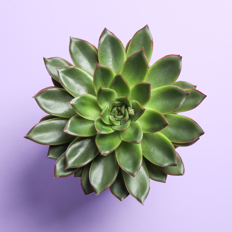 Echeveria Agavoides (Green with Red Edges)