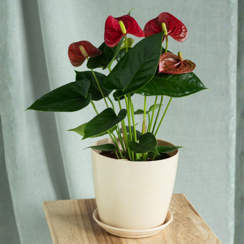 Anthurium (Red)